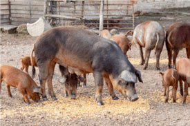 Foro Agro Ganadero