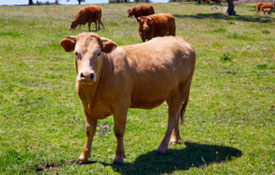Foro Agro Ganadero