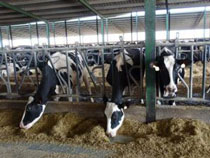 Foro Agro Ganadero