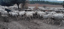 Foro Agro Ganadero