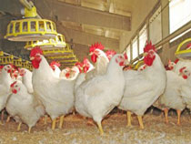 Foro Agro Ganadero