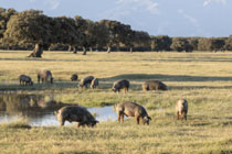Foro Agro Ganadero