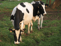 Foro Agro Ganadero