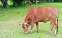 Foro Agro Ganadero