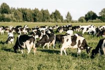Foro Agro Ganadero