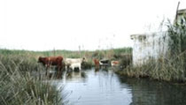 Foro Agro Ganadero