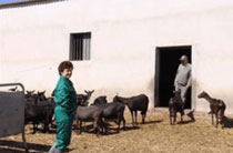 Foro Agro Ganadero
