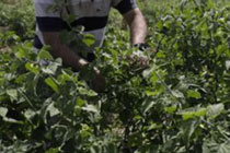 Foro Agro Ganadero