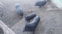 Foro Agro Ganadero