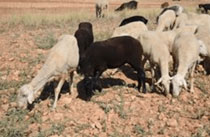 Foro Agro Ganadero