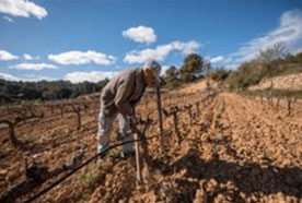 Foro Agro Ganadero