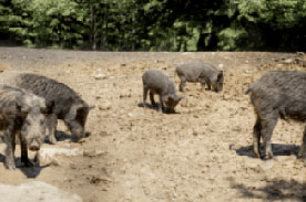 Foro Agro Ganadero