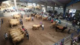 Foro Agro Ganadero