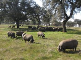 Foro Agro Ganadero