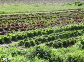 Foro Agro Ganadero