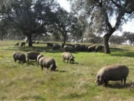 Foro Agro Ganadero