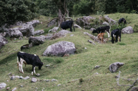Foro Agro Ganadero