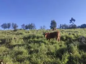 Foro Agro Ganadero