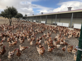 Foro Agro Ganadero
