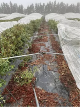 Foro Agro Ganadero