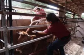 Foro Agro Ganadero