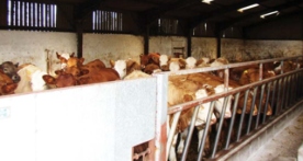 Foro Agro Ganadero
