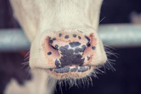 Foro Agro Ganadero