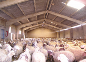Foro Agro Ganadero