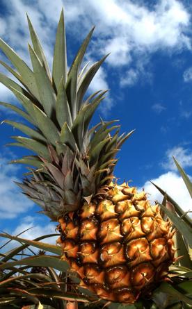Foro Agro Ganadero