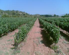 Foro Agro Ganadero