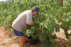 Foro Agro Ganadero
