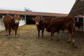 Foro Agro Ganadero