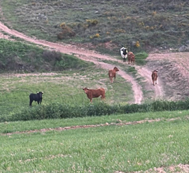 Foro Agro Ganadero