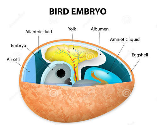 Beneficios de la alimentación in ovo del embrión de pollo - Foro  Agro-Ganadero. Axón Comunicación