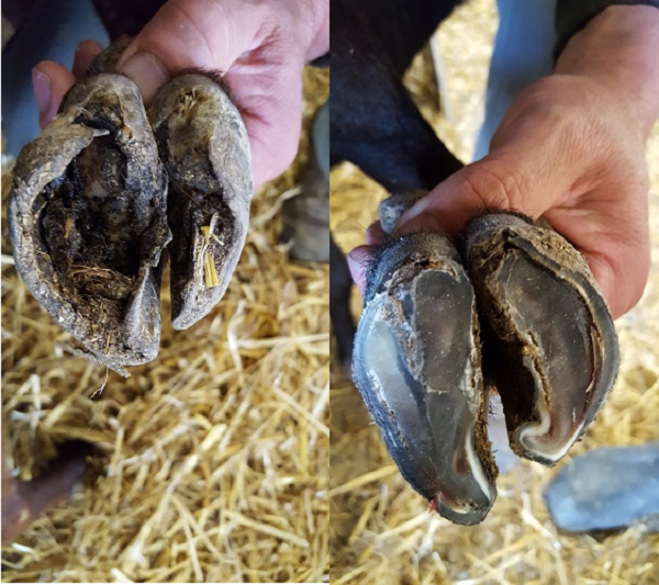 El mundo de las pezuñas. Patología podal en pequeños rumiantes - Foro ...