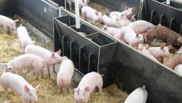 INTIA pone en marcha un plan formativo sobre bioseguridad en granjas de porcino