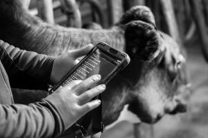 Zoetis presenta Smartbow, dispositivo de monitorización de vacas lecheras para la mejora de su salud y productividad