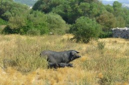 El Cerdo Negro Mallorquín puede ser rentable como actividad complementaria