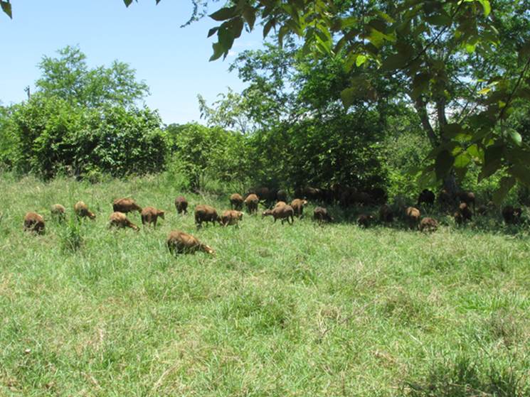 Sistema silvopastoril ovino en Colombia