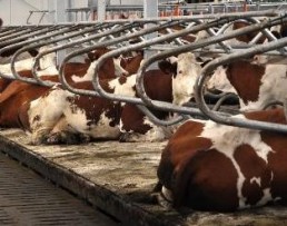 El sector lácteo francés y el bienestar animal