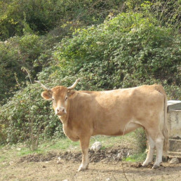 FORO-AGROGANADERO-Gobierno-destina-300.000-euros-a-promover-la-cria-de-razas-puras-en-las-explotaciones-ganaderas-cantabras