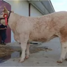 FORO AGRO GANADERO, La ganadería Navalfondo, de Colmenar, campeona en el Concurso Nacional de Vacuno de la Raza Charolesa en categoría joven