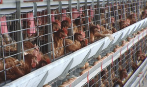 FORO AGRO GANADERO, Los productores de huevo piden un compromiso social para asumir el coste de criar sin jaulas