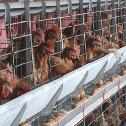 FORO AGRO GANADERO, Los productores de huevo piden un compromiso social para asumir el coste de criar sin jaulas