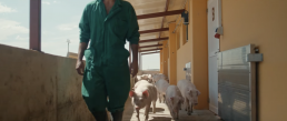 FORO AGRO GANADERO, Nuevo spot con el que INTERPORC destaca la dedicación y compromiso de los profesionales del porcino