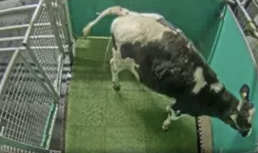 FORO AGRO GANADERO, Investigadores enseñan a vacas a usar letrinas para reducir las emisiones de amoniaco