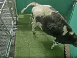 FORO AGRO GANADERO, Investigadores enseñan a vacas a usar letrinas para reducir las emisiones de amoniaco