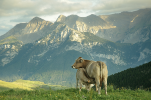 FORO AGRO GANADERO, PROVACUNO: El sector del Vacuno de Carne refuerza sus compromisos con el consumidor y el medio ambiente