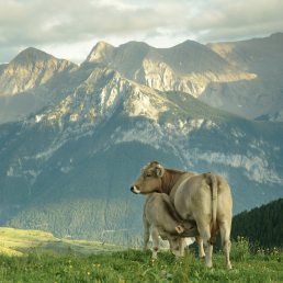 FORO AGRO GANADERO, PROVACUNO: El sector del Vacuno de Carne refuerza sus compromisos con el consumidor y el medio ambiente