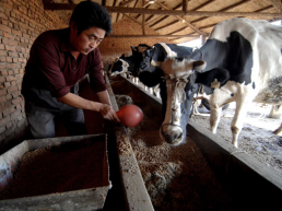 FORO AGRO GANADERO, Los costes de piensos siguen altos por el constante desequilibrio del mercado mundial